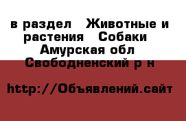  в раздел : Животные и растения » Собаки . Амурская обл.,Свободненский р-н